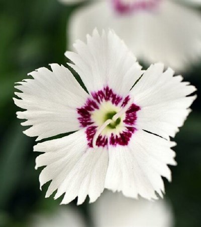 Dianthus Mountain Frost™ White Twinkle
